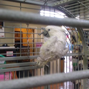 International Aquarium - Cockatoo with bald spots - Aquarium Services Near Me - Oakland, California International Aquarium - Cockatoo with bald spots - Aquarium Services Near Me - Oakland, California