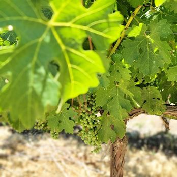 Great Bear Vineyards - Cabernet grapes - Wine Tasting Room Near Me - Davis, California