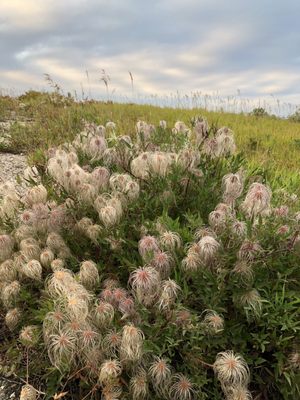 Nose Hill Park by null