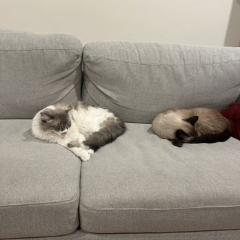 Pet-Tech Sitting By Michelle  - Pet Sitting Near Me