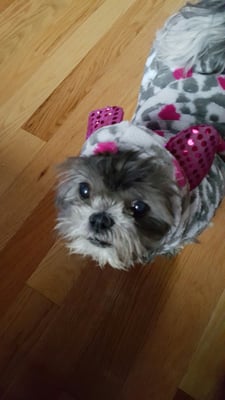 Angel Animal Hospital 15250 Eureka Rd Southgate Mi Veterinarians Mapquest