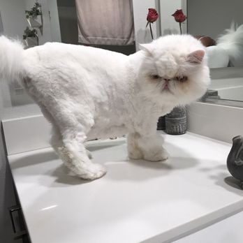 Meadows Pet Care - Nice and shaved with cute boots - Pet Groomers Near Me - San Marcos, California Meadows Pet Care - Nice and shaved with cute boots - Pet Groomers Near Me - San Marcos, California