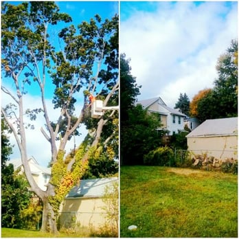 Springfield Tree & Land - a tree being pruned - Tree Services Near Me