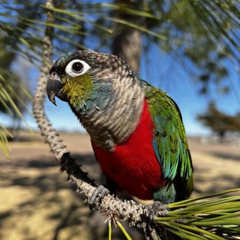 Dallas Parrots - Bred and Raised by Dallas Parrots - Bird Shops Near Me - Flower Mound, Texas Dallas Parrots - Bred and Raised by Dallas Parrots - Bird Shops Near Me - Flower Mound, Texas