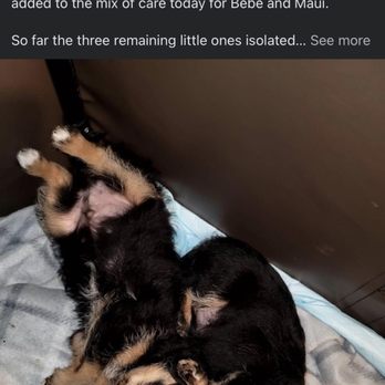 Rompin Paws Rescue - Animal Shelters Near Me - Arlington, Washington Rompin Paws Rescue - Animal Shelters Near Me - Arlington, Washington