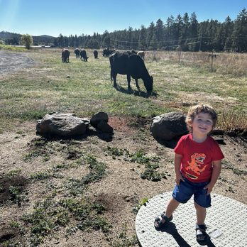Kota's Coffee House - My grandson loved the cows hanging around outside Kotas. - Coffee & Tea Near Me - Munds Park, Arizona