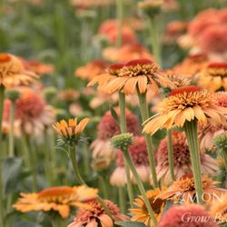 Beaver Bark Gift & Garden Center