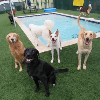 Oviedo Pet Resort - Pet Groomers Near Me - Oviedo, Florida Oviedo Pet Resort - Pet Groomers Near Me - Oviedo, Florida