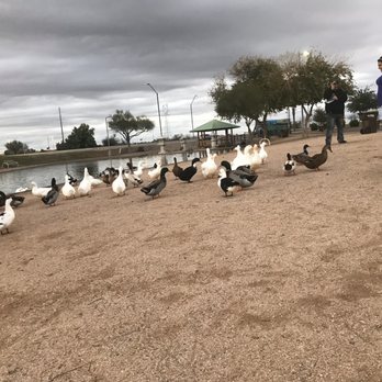 Avondale Friendship Park - People feeding the many ducks - Parks Near Me - Avondale, Arizona Avondale Friendship Park - People feeding the many ducks - Parks Near Me - Avondale, Arizona