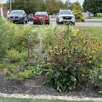 Comb Coffee - Nice little garden for the bees - The image shows a garden bed filled with various flowering plants, including yellow, white, and purple flowers, along with green foliage. A small garden tool is stuck into the soil among the plants. Behind the garden, there is a parking lot with three cars parked, and a grassy area with trees and a road in the background. The scene appears to be in an outdoor public or commercial space. - Coffee & Tea Near Me - Topton, Pennsylvania