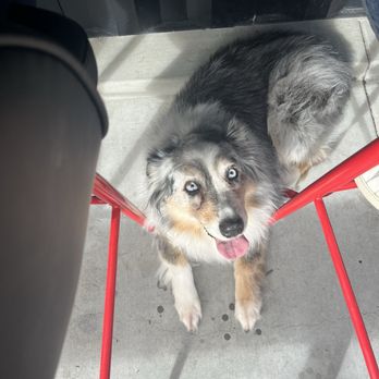 Clyde's Hot Chicken - My dog on the outdoor patio - Sandwiches Near Me - Yorba Linda, California
