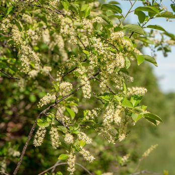Field Stone Fruit Wines - Wineries Near Me - Wheatland County, Alberta Field Stone Fruit Wines - Wineries Near Me - Wheatland County, Alberta