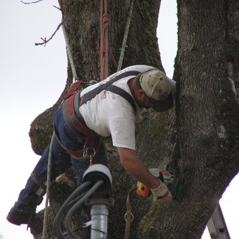 High Riggers - Crane Removal - Tree Services Near Me