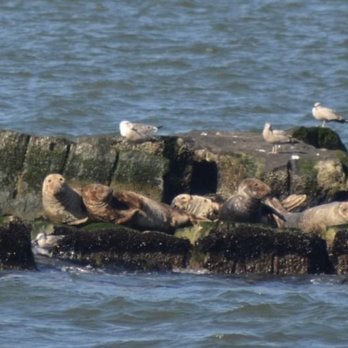 Cape Water Tours - Sunbathing seals - Boat Tours Near Me - Lewes, Delaware Cape Water Tours - Sunbathing seals - Boat Tours Near Me - Lewes, Delaware