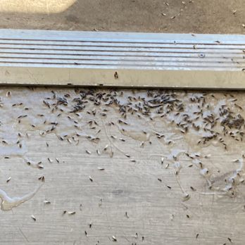 ALM Exterminating - Termites. - Pest Control Near Me - Northport, New York