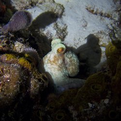 Chili Charters, Cozumel Mexico - Prairie dogging