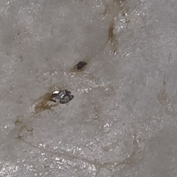 Jalapeño Buck's - Metallic pieces found in burritos. - Mexican Near Me - Mesa, Arizona