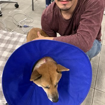 Veterinary Emergency Group - Emergency Pet Hospital Near Me - Chicago, Illinois Veterinary Emergency Group - Emergency Pet Hospital Near Me - Chicago, Illinois