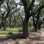 Photo of Rice University Running Trail