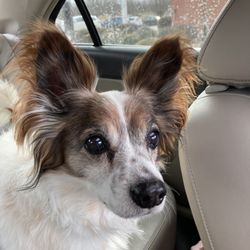 Macon Paws Pretty - My dog