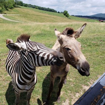 Fort Chiswell Animal Park - Zoos Near Me - Max Meadows, Virginia Fort Chiswell Animal Park - Zoos Near Me - Max Meadows, Virginia