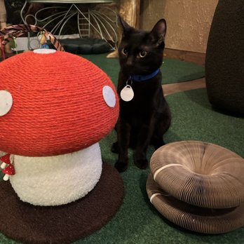 Cats & Crystals - Pet Adoption Near Me - Oceanside, California