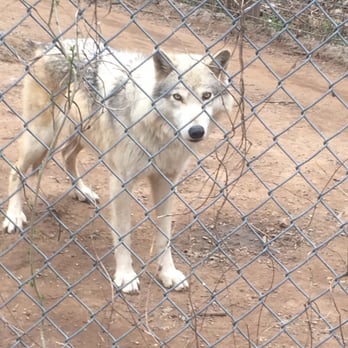DeYoung Family Zoo - Awesome Wolf - Zoos Near Me - Wallace, Michigan DeYoung Family Zoo - Awesome Wolf - Zoos Near Me - Wallace, Michigan