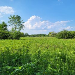 Maumee Bay State Park  - Meadow behind our site.