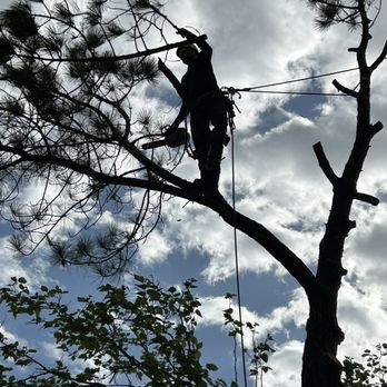 Simon Says Services - Worker Climbing trees that are needed to be cut, your tree could be next! - Masonry/Concrete Near Me - Euless, Texas Simon Says Services - Worker Climbing trees that are needed to be cut, your tree could be next! - Masonry/Concrete Near Me - Euless, Texas