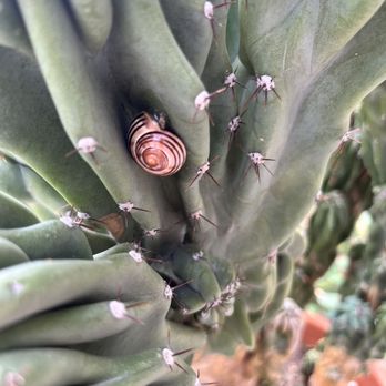 Five Points Bakery - Neat snail on an outdoor cactus just before heading inside. - Bakeries Near Me - Buffalo, New York