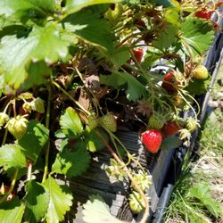 Rogers Park Off-Leash Dog Park - Strawberries in the community garden!