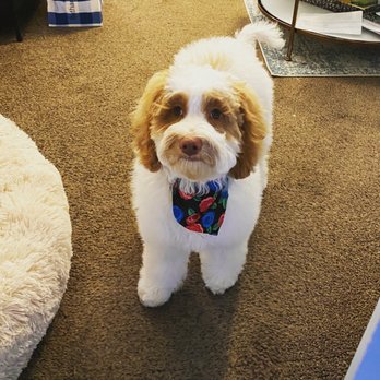 Paw Spa - Pet Groomers Near Me - Elk Grove, California Paw Spa - Pet Groomers Near Me - Elk Grove, California