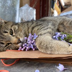 Spring Ledge Farm Stand - Farm Cat!