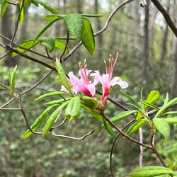 Martinak State Park - Lots of flowering trees in Spring.