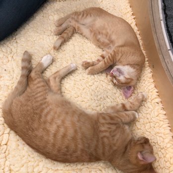 KitTea - Pet Adoption Near Me - San Francisco, California