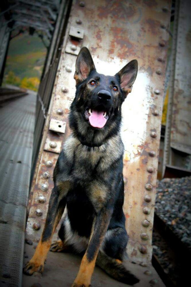 Havoc K9 - social services organization in Willard, UT