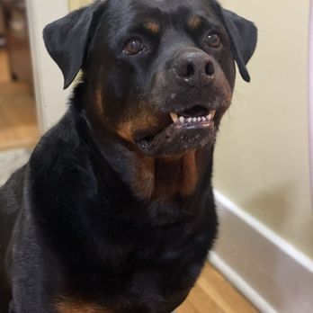 Mountain Rottie Rescue - Freya - Animal Shelters Near Me - Clifton Park, New York Mountain Rottie Rescue - Freya - Animal Shelters Near Me - Clifton Park, New York