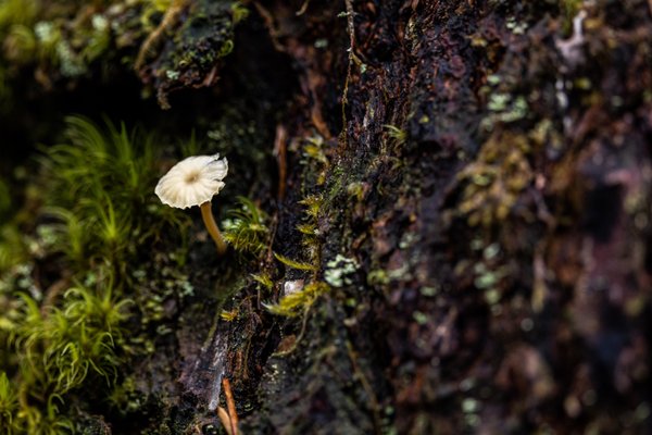 Hoh River Trailhead by null