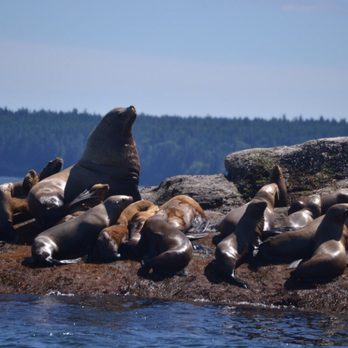 Vancouver Whale Watch - Sea Harbor Seals - Whale Watching Tours Near Me - Richmond, British Columbia Vancouver Whale Watch - Sea Harbor Seals - Whale Watching Tours Near Me - Richmond, British Columbia