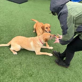 Havenquest Kennel - Meg training - Pet Breeders Near Me - Bloomington, Indiana Havenquest Kennel - Meg training - Pet Breeders Near Me - Bloomington, Indiana