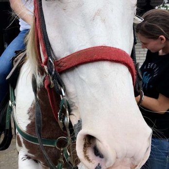 Forest View Farms - Jewels - Horse Boarding Near Me - Tinley Park, Illinois Forest View Farms - Jewels - Horse Boarding Near Me - Tinley Park, Illinois
