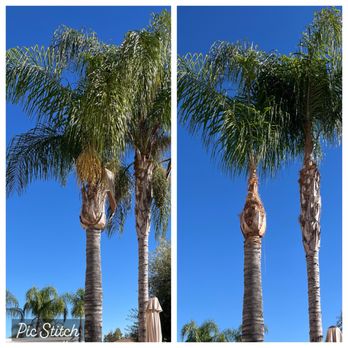 Ezra Tree Service - Palms before and after - Tree Services Near Me
