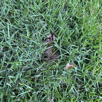 Scoop Soldiers - And another of the 11 missed. - Pet Waste Removal Near Me