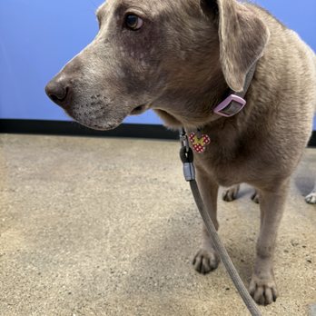 Modern Animal Costa Mesa - Clean and spacious exam lanes - Veterinarians Near Me - Costa Mesa, California Modern Animal Costa Mesa - Clean and spacious exam lanes - Veterinarians Near Me - Costa Mesa, California