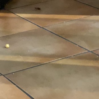 Pollo Tropical - I have a video of this roach in the lobby of the restaurant. - Fast Food Near Me - Miami Lakes, Florida Pollo Tropical - I have a video of this roach in the lobby of the restaurant. - Fast Food Near Me - Miami Lakes, Florida