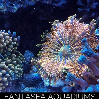 Fantasea Aquarium - Aquarium Services Near Me - Crofton, Maryland