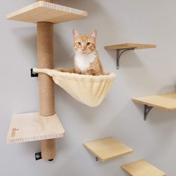 Frisky Cat Cafe - Plenty of entertainment - Cafes Near Me - St. Augustine, Florida