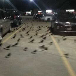 There was a whole crowd of crows it was crazy it took us by surprise