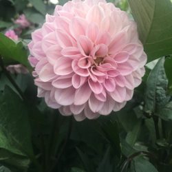 Hatcher's Greenhouses - Dahlia