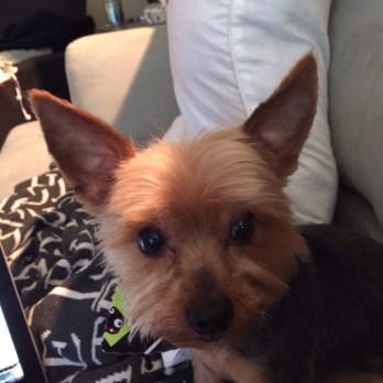 Hot Dog Grooming - Uneven everywhere - Pet Groomers Near Me - Houston, Texas